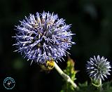 Bee on a flower 9A50D-04
